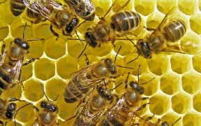 There is an epidemic of deformed wing virus in hives across New Zealand, says Otago University zoology professor Alison Mercer.