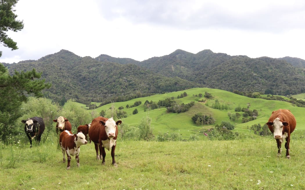 The Northland Regional Council proposals could see stock banned from steep, highly erodible land, including parts of South Hokianga (pictured). Photo: Peter de Graaf