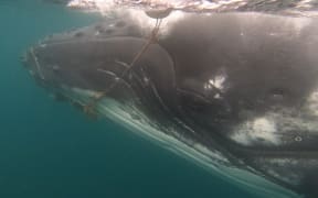 A humpback whale tangled in a cray pot line in 2018.