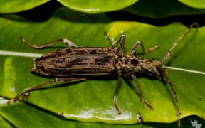 Spiny Longhorn beetle