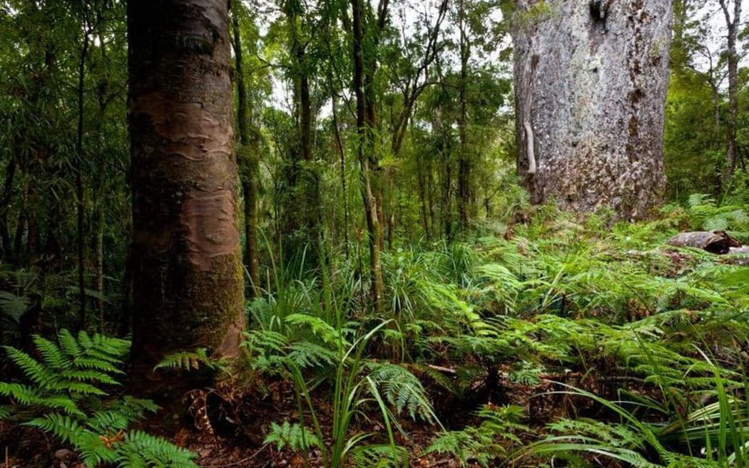 Reserve shut to prevent kauri dieback RNZ News
