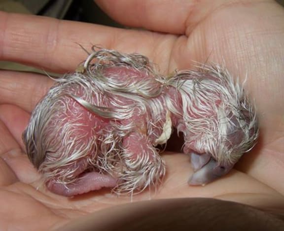 Just hatched kiwi chick in a hand