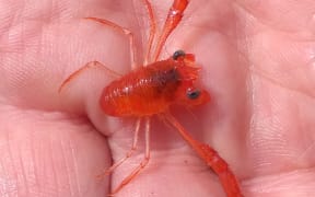 Gregarious squat lobster in hand