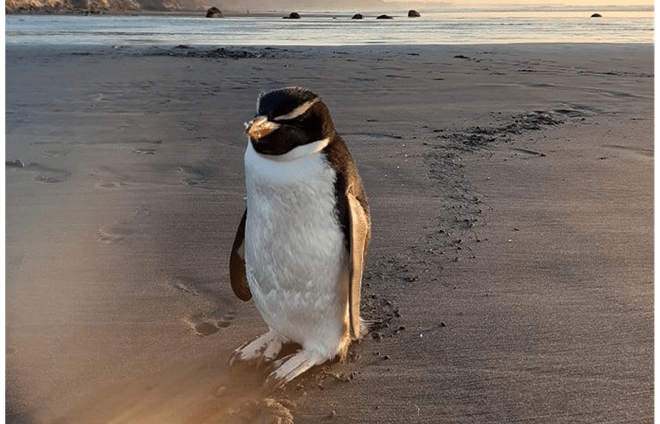 Juvenile Fiordland crested penguin taking rest at Back Beach.