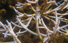 The colour in the coral drained out in a matter of days following sustained high temperatures in Fiji