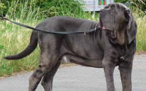 A Neapolitian mastiff dog