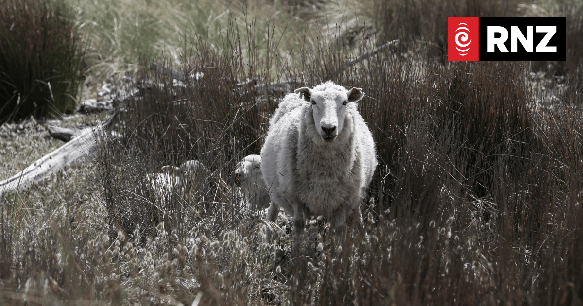 Farmer fined for mistreatment of sheep that resulted in 11 deaths - Vimarsana News