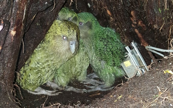 Kākāpō mum Yasmine with her two newly fledged foster chicks, in her nest on Anchor Island.