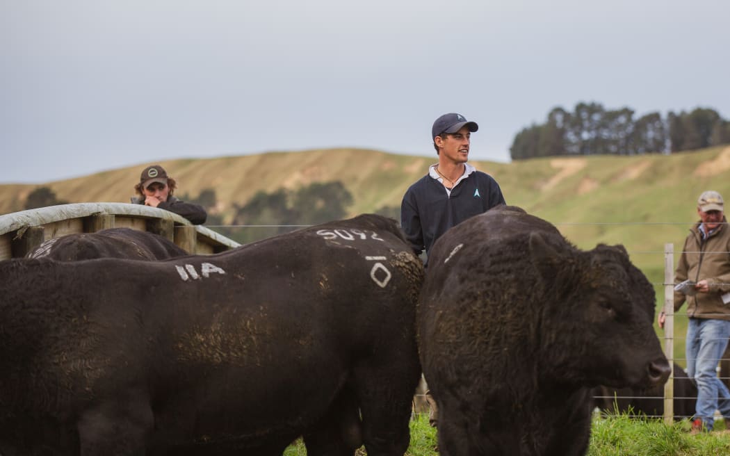 In the bull pens at the Hallmark Angus bull sale in June 2023