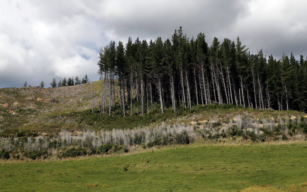 timber companies in cameroon Forestry block on Queen Charlotte Drive
