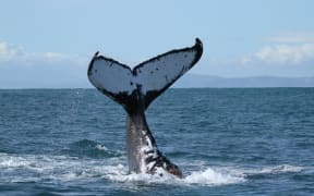 Humpback Whale in Cook Strait