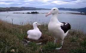 Two albatrosses