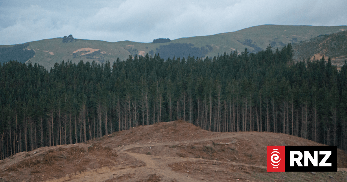 Constant boom and bust of forestry industry 'wrecking lives' - Vimarsana News