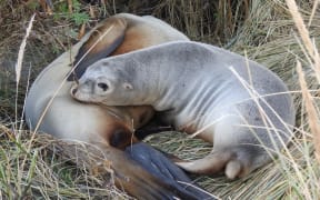 A two-year-old female NZ Sea lion, pictured here as a pup in 2021, was shot and killed near Dunedin.