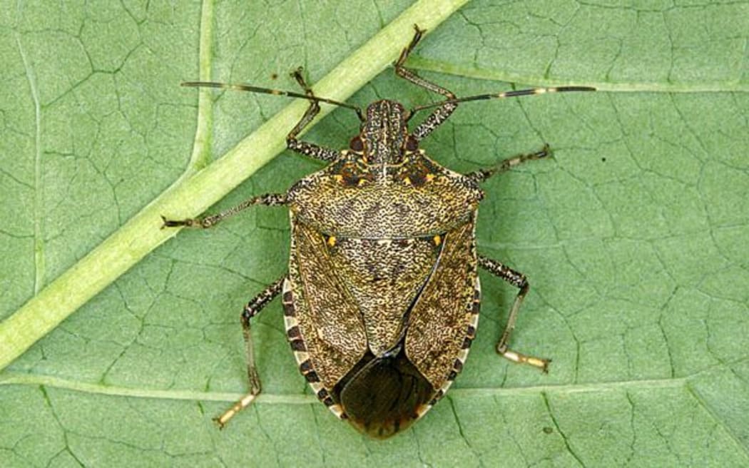 A female Brown Marmorated stink bug.