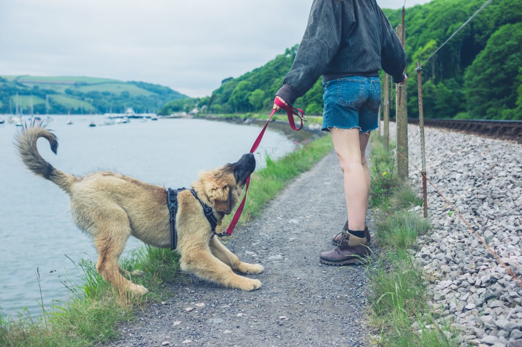 Dog disobedient hot sale