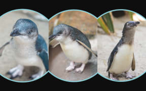 Penguin of the year candidates from left, Martin, Draco, Mo.