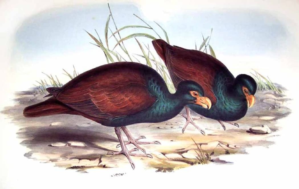 Manumea, also known as the 'tooth-billed pigeon' or 'little dodo'.
