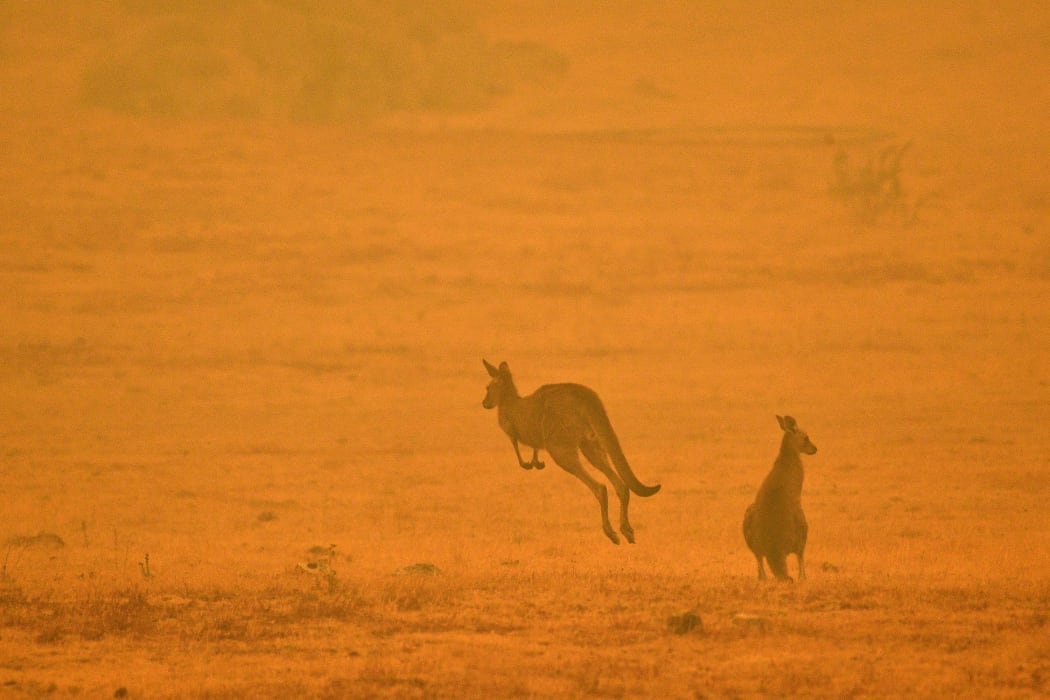 A kangaroo jumps in a field amidst smoke from a bushfire in Snowy Valley on the outskirts of Cooma