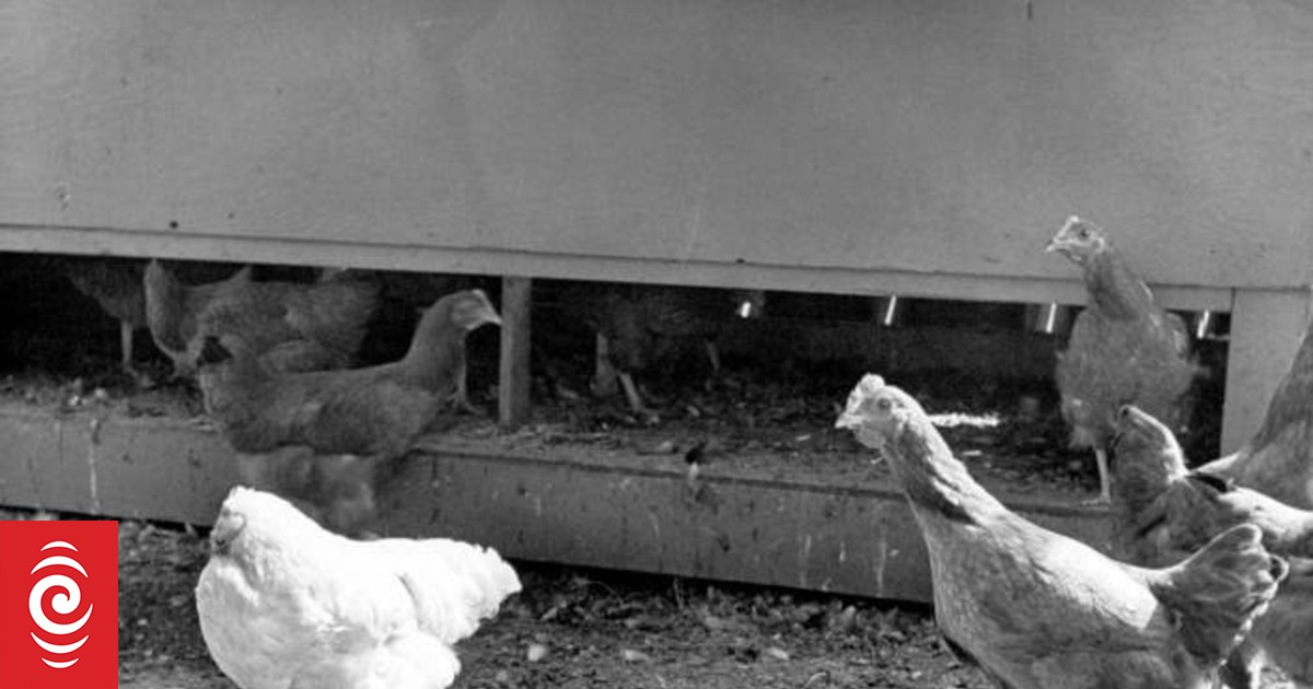 How a chicken with no head survived for 18 months RNZ News