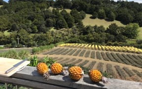 One Whangārei family is preparing to harvest the country's first ever commercial pineappale crop.