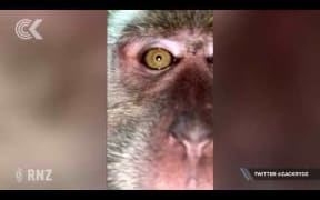 Selfie photos incriminate phone-pinching monkey