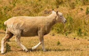Baby sheep walking over dry glass, New Zealand farm animal
