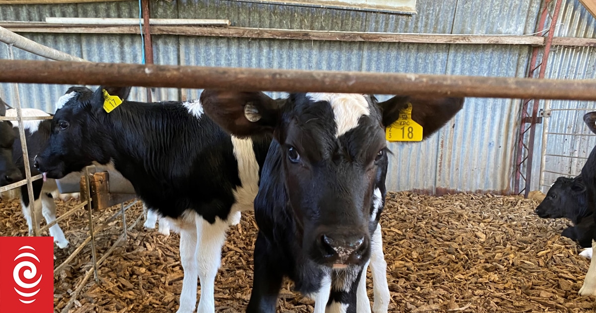 Calving brings the whisper of spring - Vimarsana News