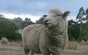 Burt the sheep has won the hearts of his owners.