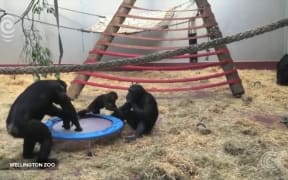 Adorable chimpanzees play on trampoline at Wellington Zoo
