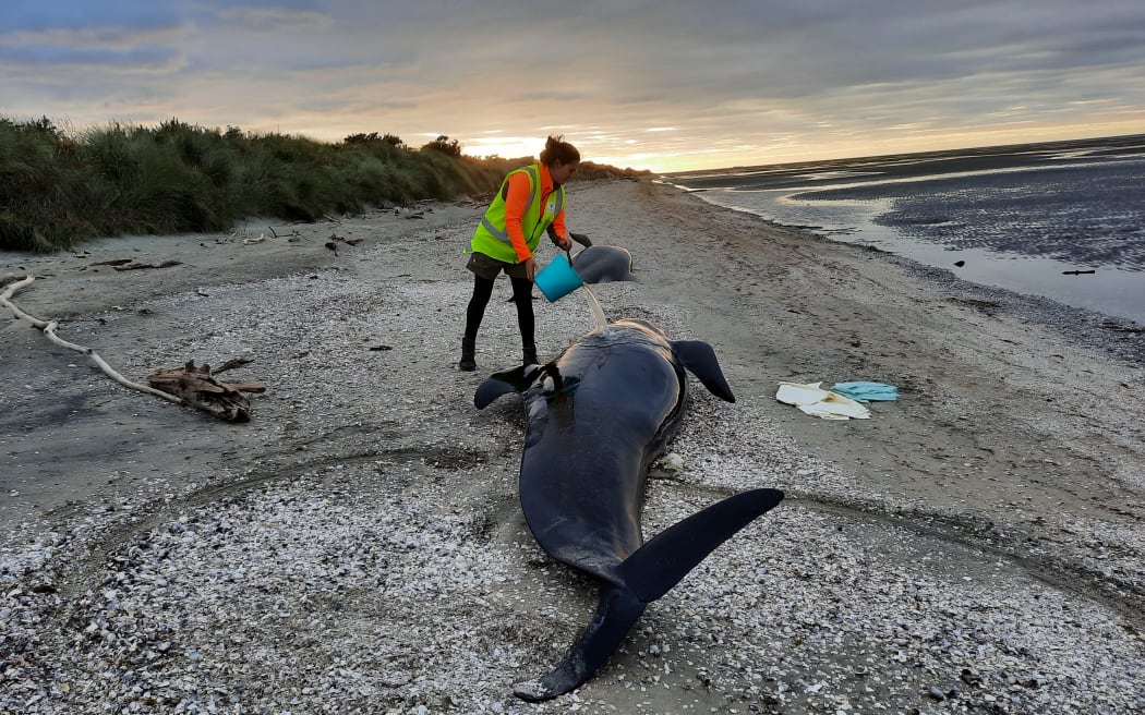 More Than 200 Whales Swim Away After New Zealand Stranding - WSJ