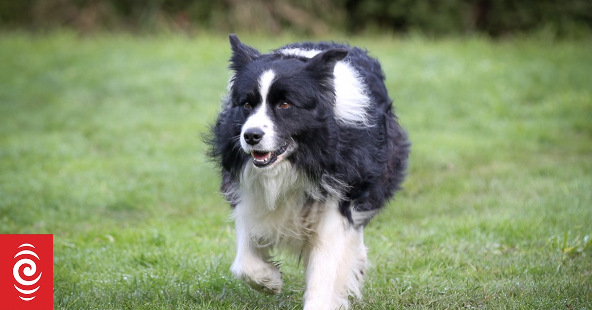 are new zealand heading dog noisy