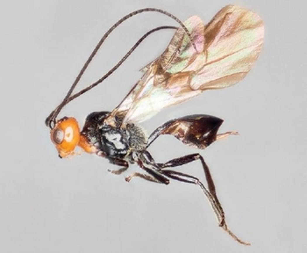 The 1 centimetre-long wasp Eadya daenerys.