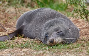 Cute young fur seal taking a nap