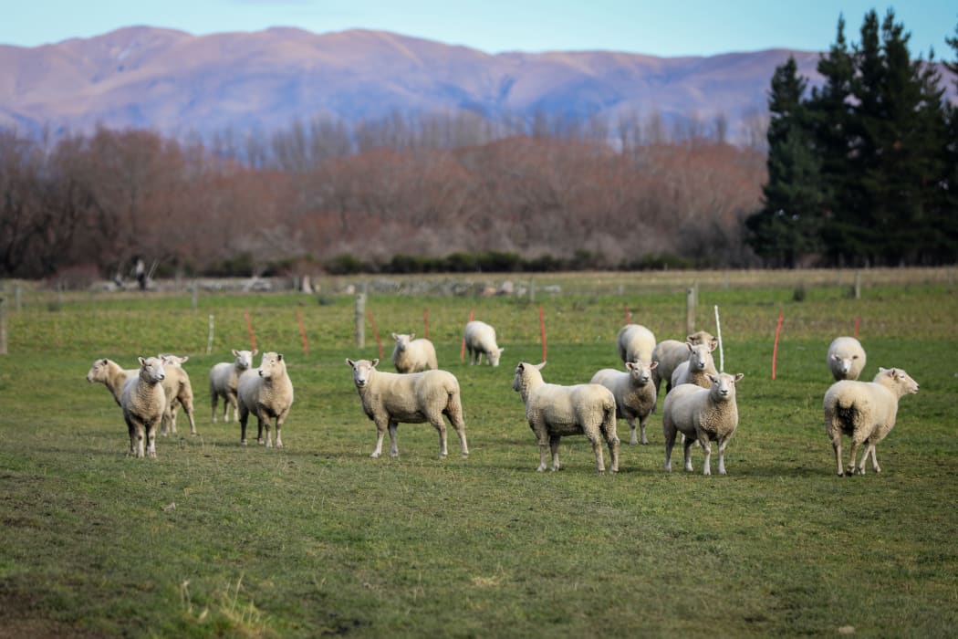 Wool prices have taken a big hit due to COVID-19, farmers are worried