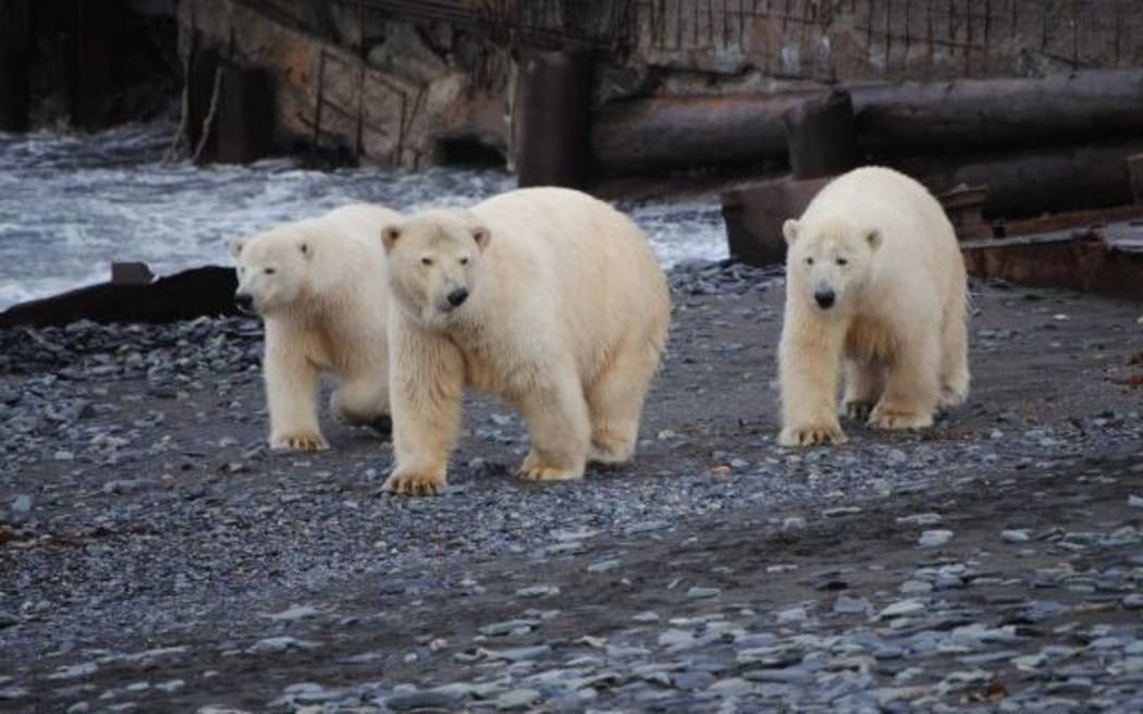 Five of the polar bears in the region have been getting dangerously close to staff at the station.