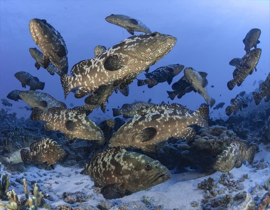 Spawning Kawaka (grouper) in Fiji.