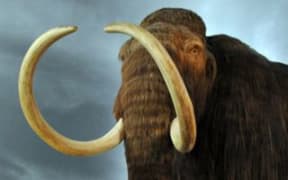 Could new gene editing technologies help to bring extinct animals back?