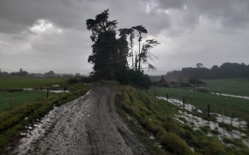Trees down during storm on Horowhenua farmer Richard McIntyre's property