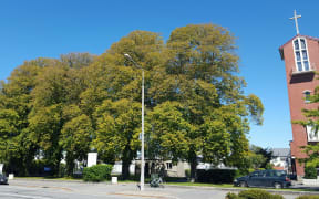 Lime Trees Chch