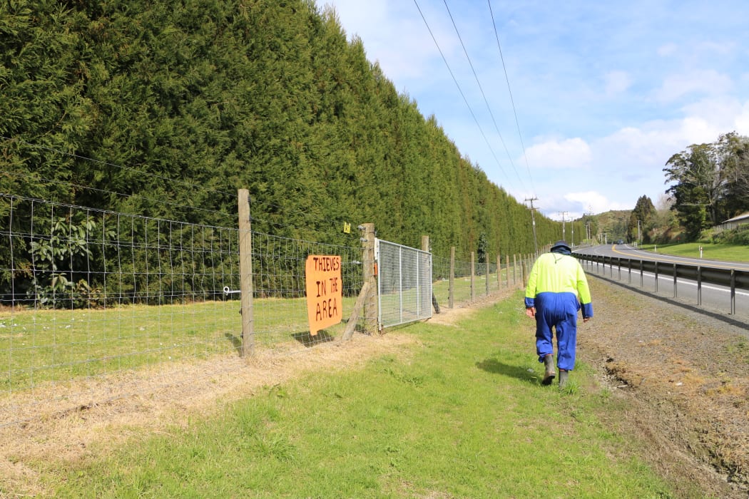 Robin Hanvey walks past the 2-metre high electrified fence that runs along State Highway 29.