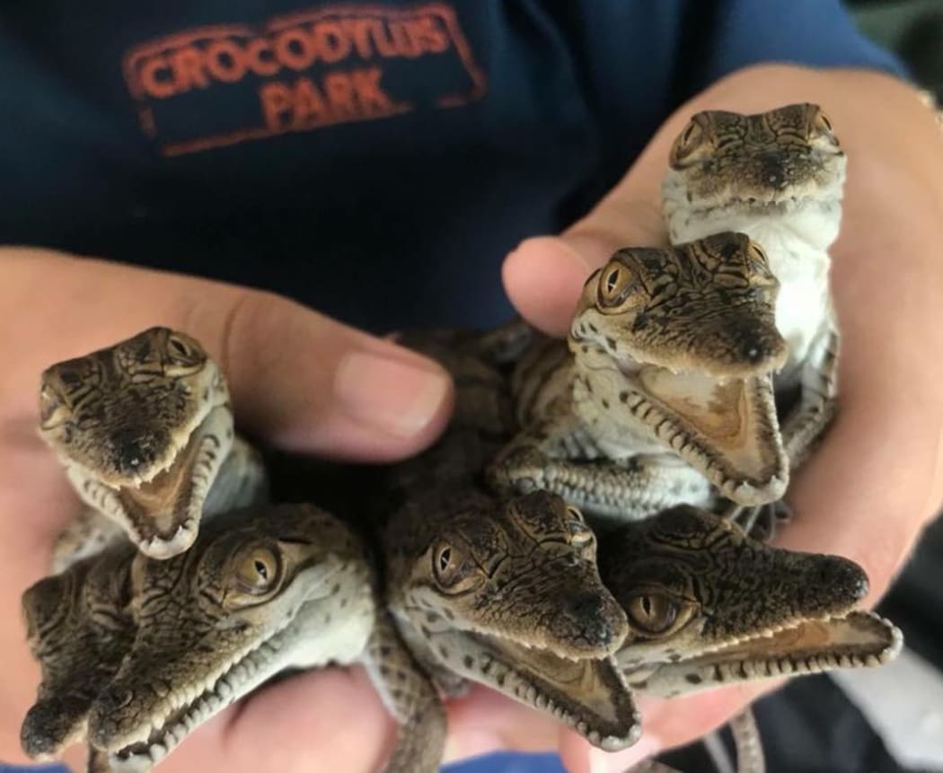 Would you buy your family a pet crocodile for Christmas? | RNZ News