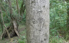 An ancient Moriori tree carving.