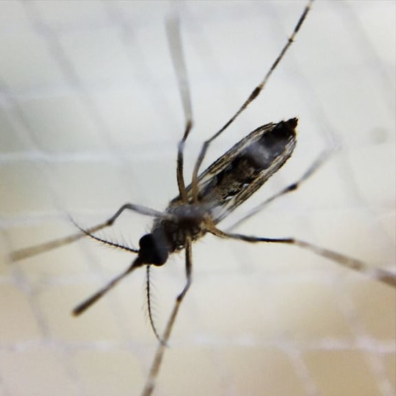 A female Aedes mosquito