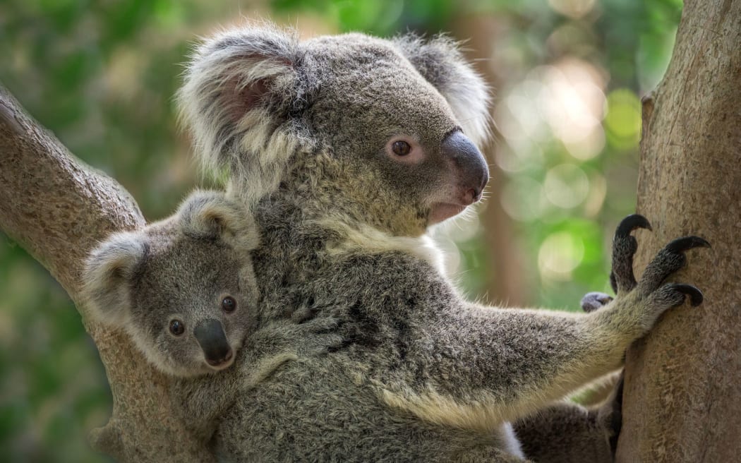Koalas wearing Fitbits as part of drone response monitoring | RNZ News