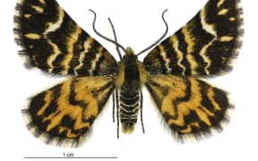 Notoreas Moth