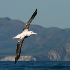 Photo for Antipodean Albatross