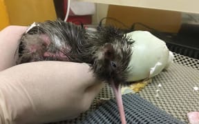 Rowi kiwi chick 'Eggnog' was born on Christmas Day.