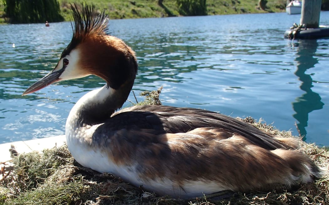 Bird of the Year - Figure 2