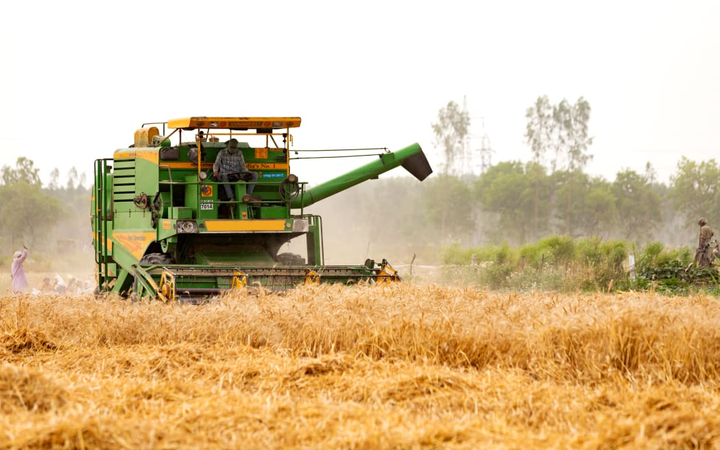 A wheat crop is harvested on a farm in Ambala, India, in April 2020.